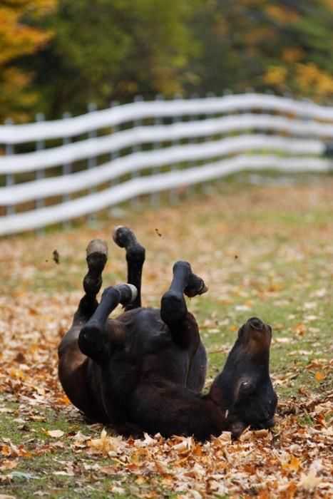 Funny fall animal pics  did this horse fall or is the horse playing because it's fall