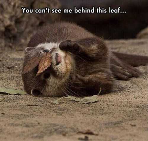 Funny fall animal images  otter playing peekaboo