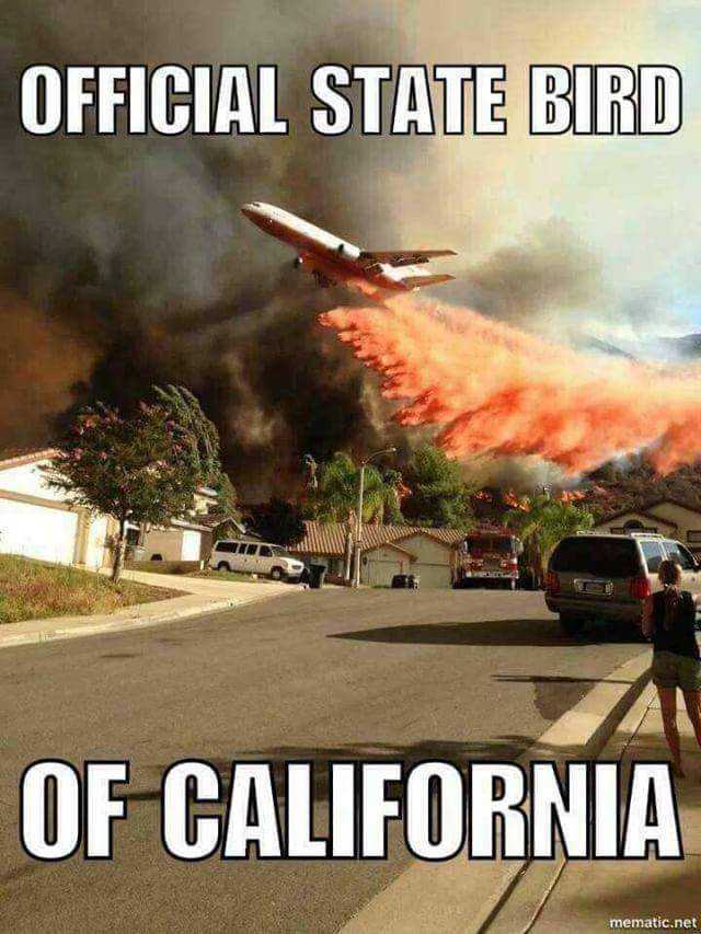 cali state bird