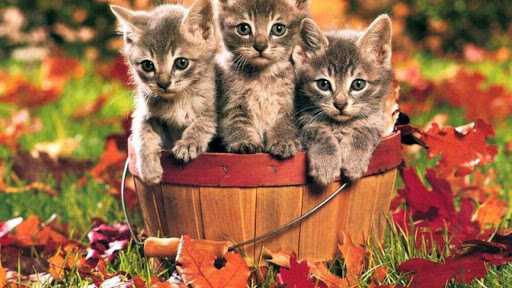 cat-leaf-bucket Funny Autumn Animal Memes 2