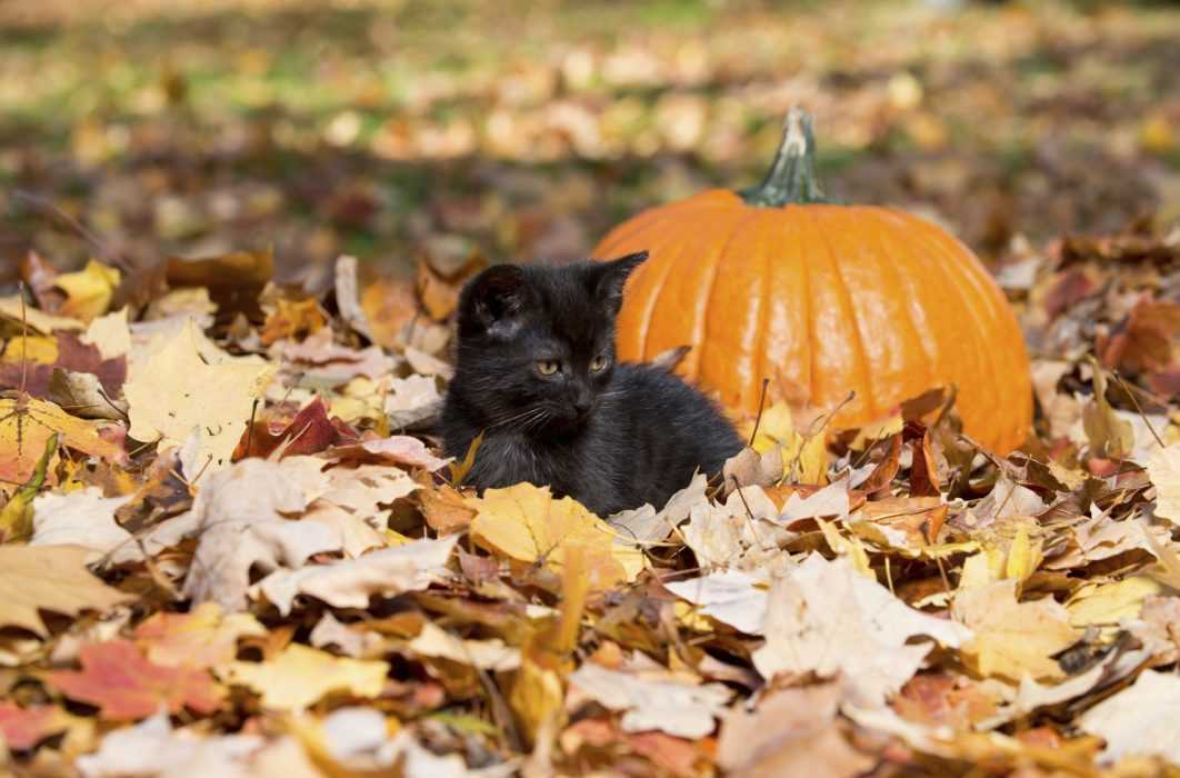 cat-spooky Funny Autumn Animal Memes 1