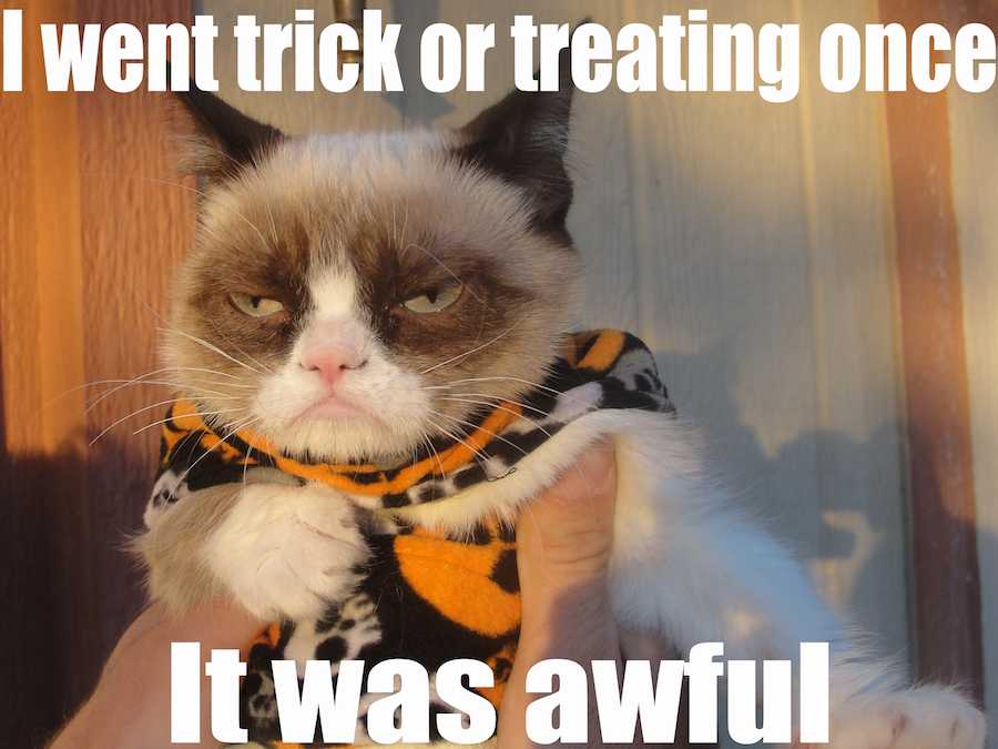 cat-trick-or-treat Funny Fall Animal Memes 1