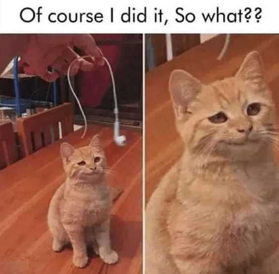 Funny-Apple-Cat-Headphones Cat Showing Guilty Look After Being Shown A Broken Airpod