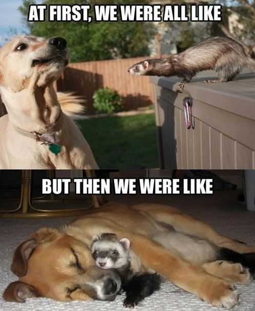 Funny-At-First-Like Ferret And Dog Becoming Best Friends