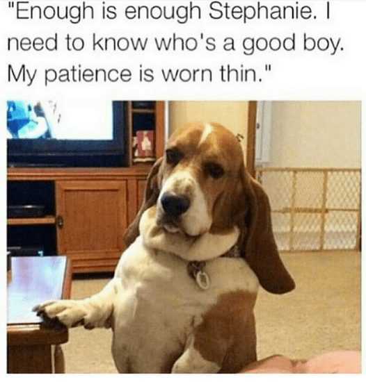 Funny-Dog-Boy Funny Cats And Dogs - This Dog Seriously Wants To Know Who's A Good Boy