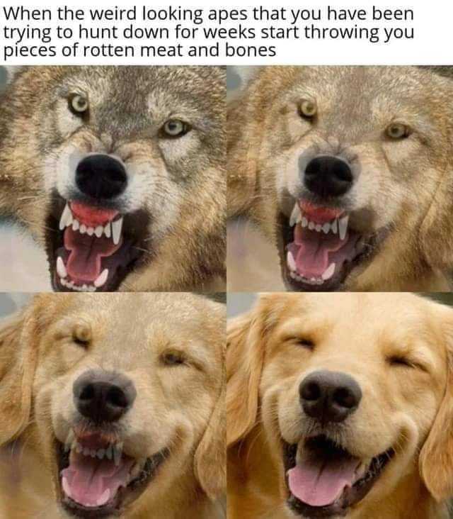funny cats and dogs  meme of wolf turning into retriever when given food