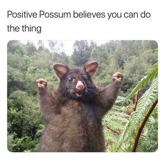 Funny-Positive-Possum Possum Giving A You Can Do It Expression