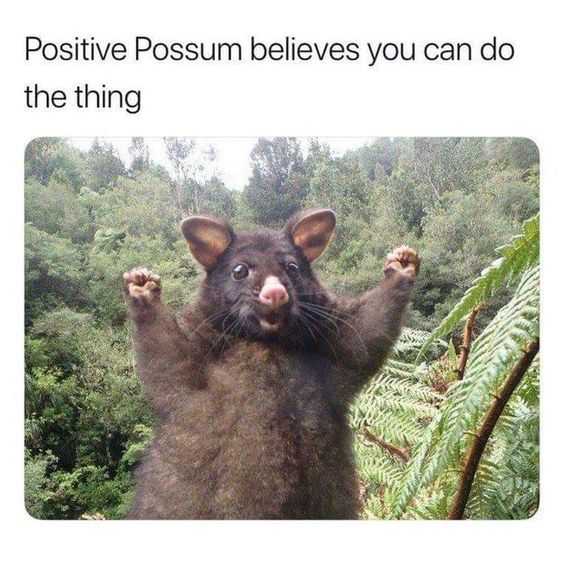 possum giving a you can do it expression