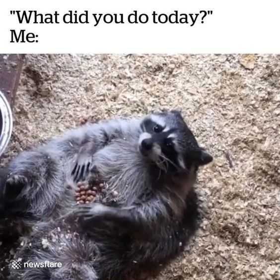Funny-Racoon-Do-Today Racoon Lying On Back With Kibbles On His Belly