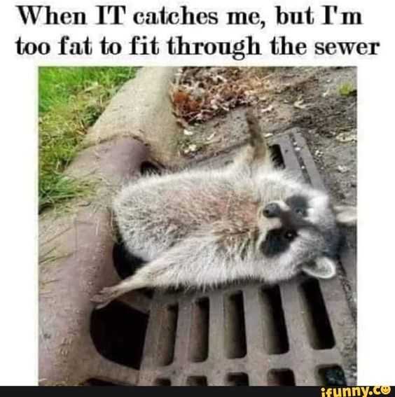 racoon giving up on life because he's too fat to fit down sewer