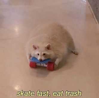 funny albino racoon on skateboard 