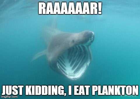 Funny-Shark-Rawr Whale Shark Doing A Fake Roar