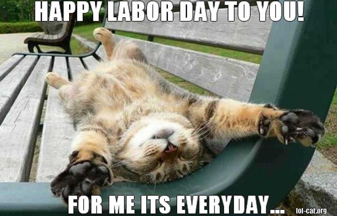 Funny Labor Day Memes cat