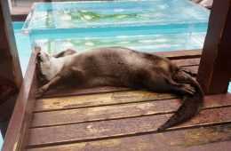Lazy Otter
