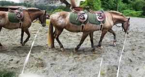 pano horse horse