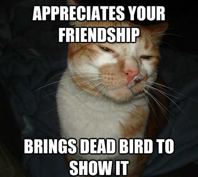 zoo-appreciates-friendship Funny Animal Memes - cat with attitude