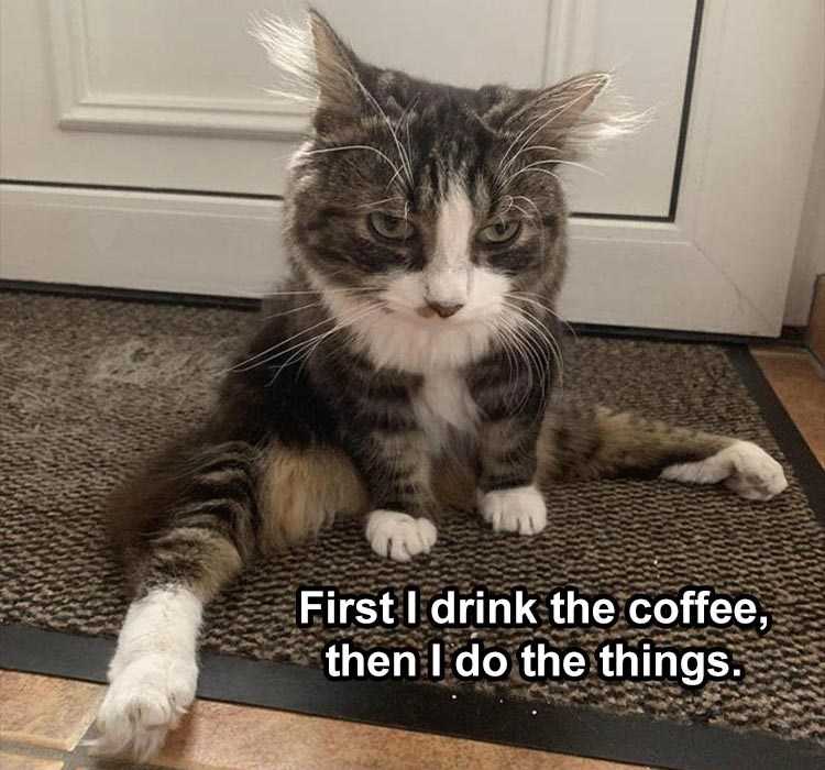 Funny Animal Memes but first coffee cat style