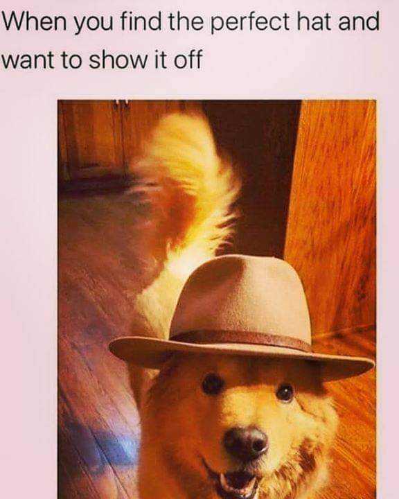 zoo-happy-hat Funny Animal Memes - hat model dog