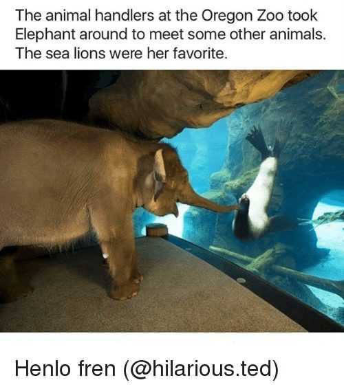 zoo-hello-elephant Funny Animal Memes - elephant meets see lion