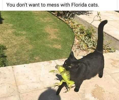 zoo-mess-with-florida-cats Funny Animal Memes lizard prey