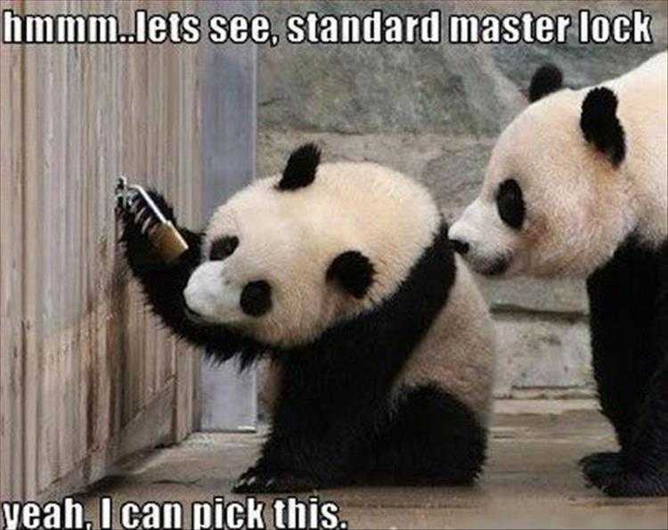 zoo-pick-this Funny Animal Memes - lock picking panda