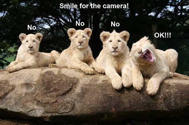 zoo-smile-camera Funny Animal Memes photogenic lion