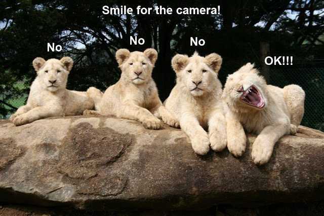 Funny Animal Memes photogenic lion