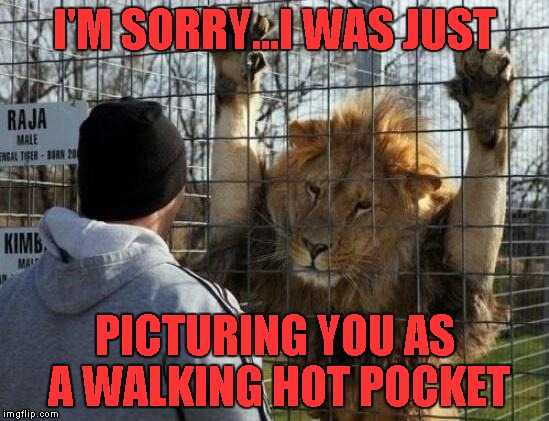Funny Animal Memes  lion seeing lunch walk by
