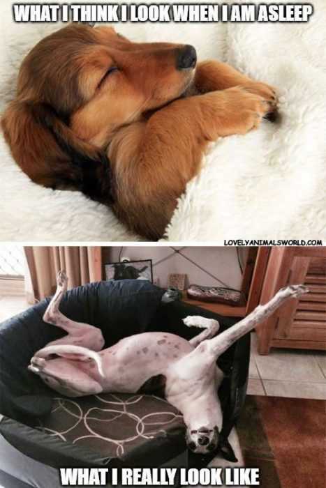 Funny Animal Memes  sleeping beauty dog meme