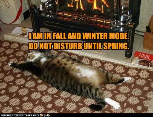 fall-cat-mode Funny Autumn Animal Pics 2