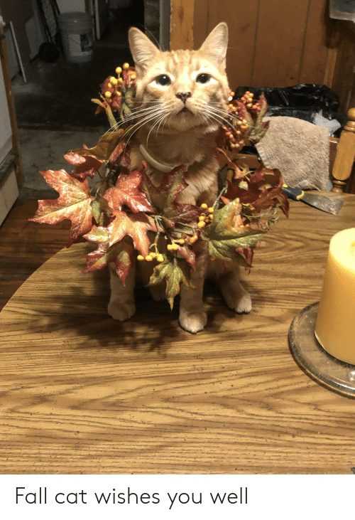fall-cat-wishes-you-well Funny Animal Pictures 3