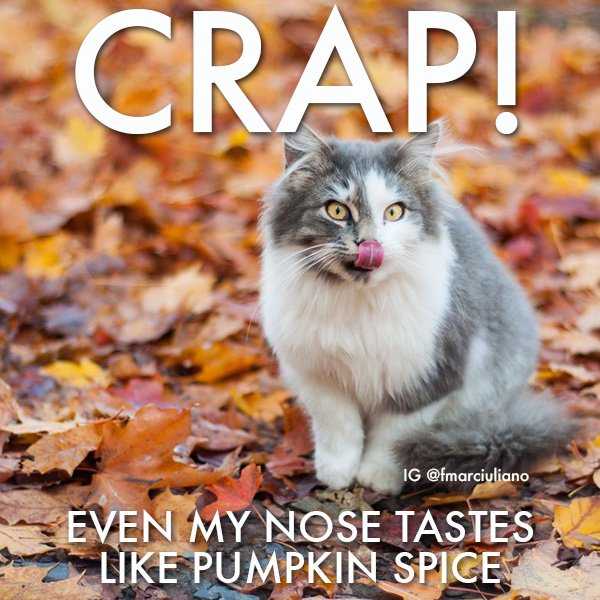 fall-even-nose Funny Animal Pictures 2