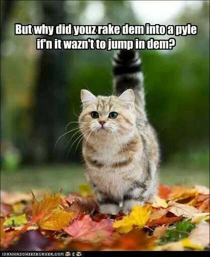 fall-jump-in-pile Funny Fall Animal Pictures 3