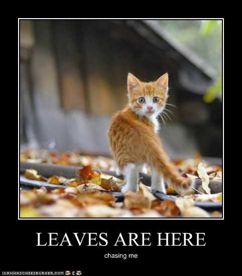 fall-leaves-chasing Funny Autumn Animal Pictures 2