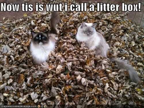 fall-litter-box Funny Animal Pictures