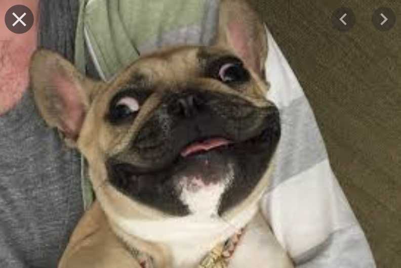 smiling dog  awkward bulldog smile