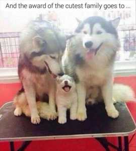 baby animal husky family