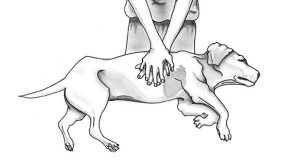 cpr for cats and dogs this is exactly what to complete in case your pet cant breathe 5fc0fac5d02b4