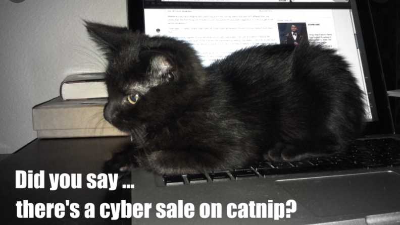 cyber-monday-animal-memes-12 cyber monday animal meme - cat nip on sale!