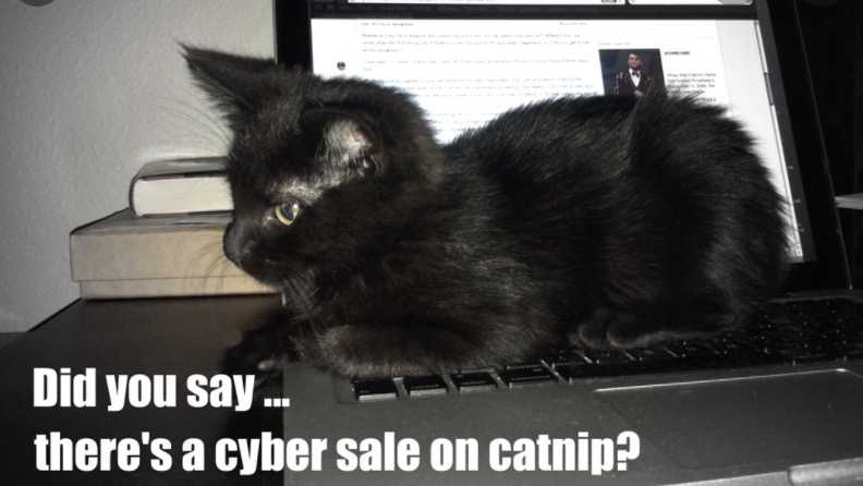 cyber monday animal meme  cat nip on sale!