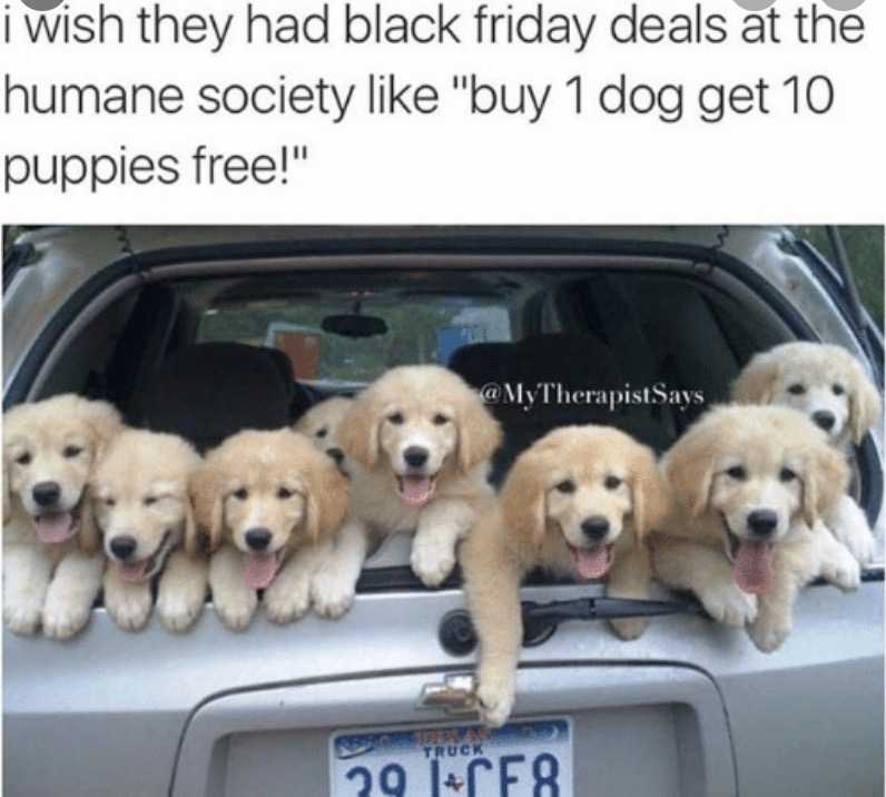 cyber monday animal meme  buy 1 get 6 free