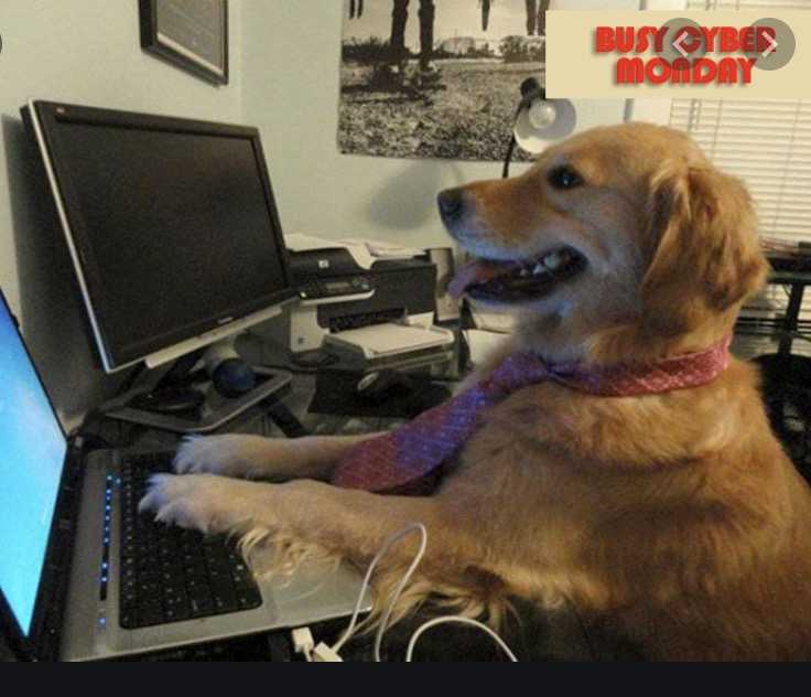 cyber-monday-animal-memes-6 cyber monday animal meme - buy treats