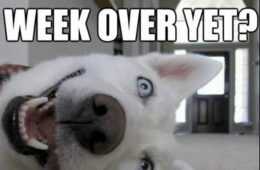 Cyber Monday Animal Meme  Crazy Weekend Over