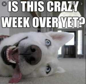 cyber monday animal meme  crazy weekend over