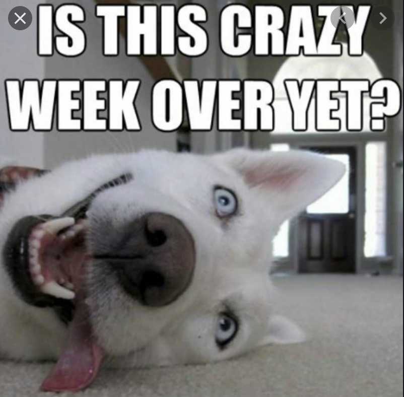 cyber-monday-animal-memes-9 cyber monday animal meme - crazy weekend over