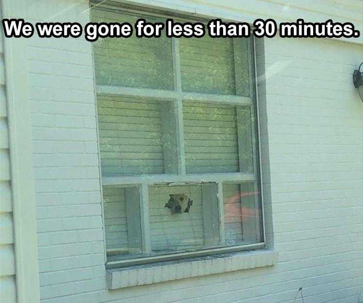 The Funniest Animal Memes Of The Week 38 Pics 5Fba7Ce338496
