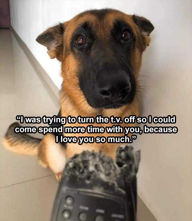 The Funniest Animal Memes Of The Week 38 Pics 5Fba7Ce3E5E91