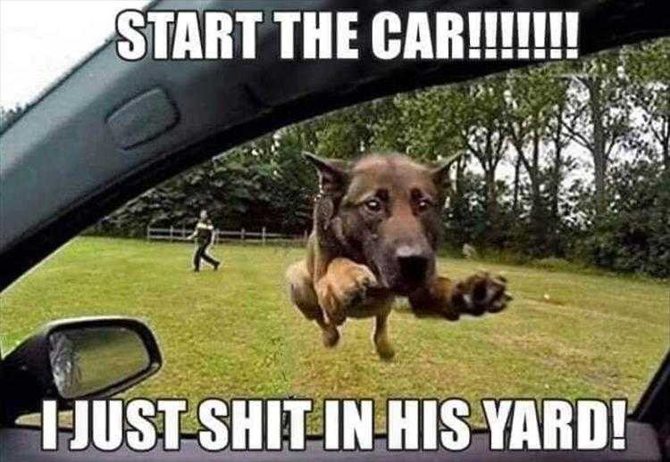 The Funniest Animal Memes Of The Week 38 Pics 5Fba7Ce52A67D