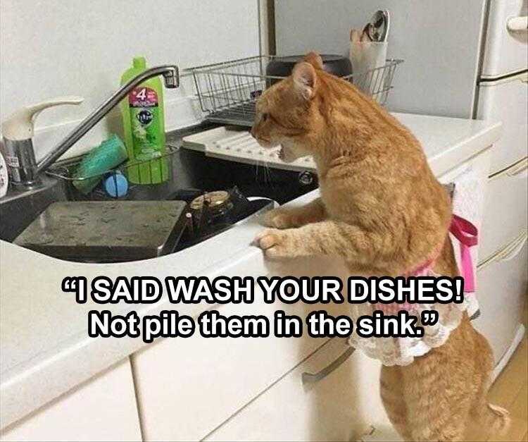The Funniest Animal Memes Of The Week 38 Pics 5Fba7Ce663401
