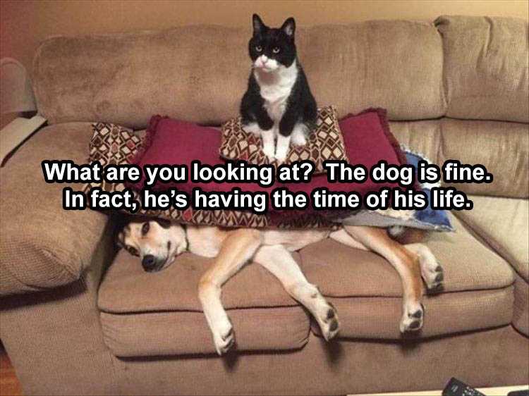 The Funniest Animal Memes Of The Week 38 Pics 5Fba7Ce7A5B79